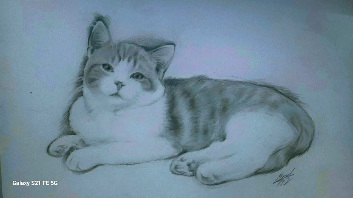 "Etude de Portrait animalier au Graphite 2 - Chat Roux et Blanc"Portrait animalier réalisé à la mine de plomb - Conservé en Vendée(85)