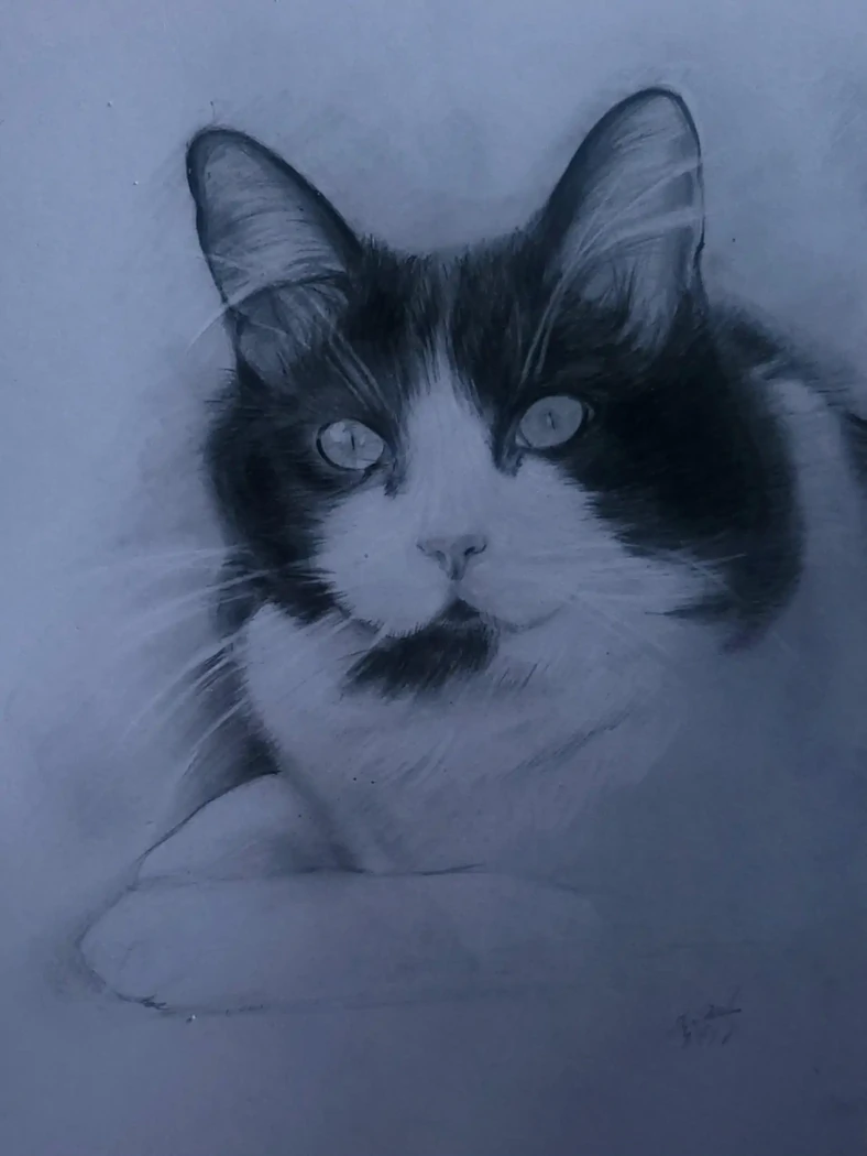 "Etude de Portrait animalier au Graphite 1 - Chat Noir et Blanc" Portrait animalier réalisé à la mine de plomb - Conservé en Vendée(85)
