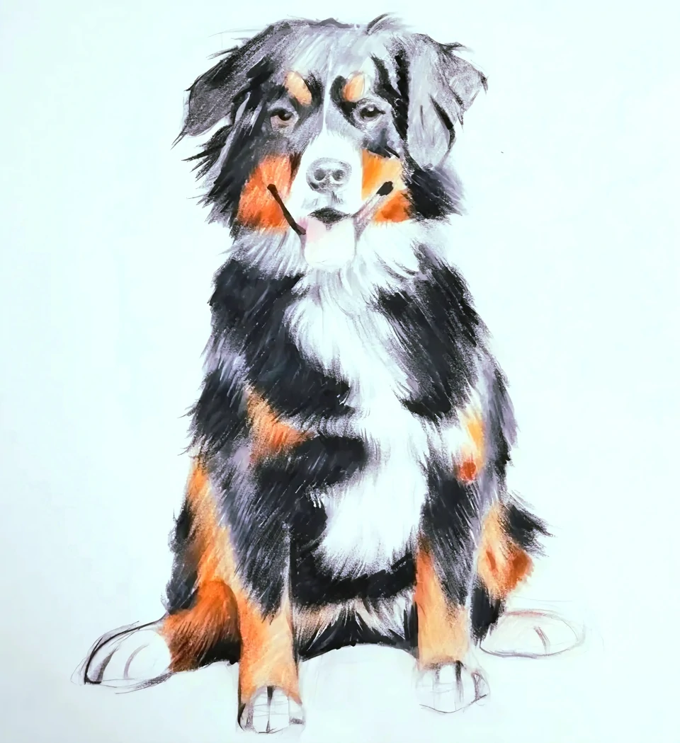 "Chien en Couleurs" Portrait animalier réalisé au feutre à aquarelle et aux polychromos - Conservé en Vendée(85)