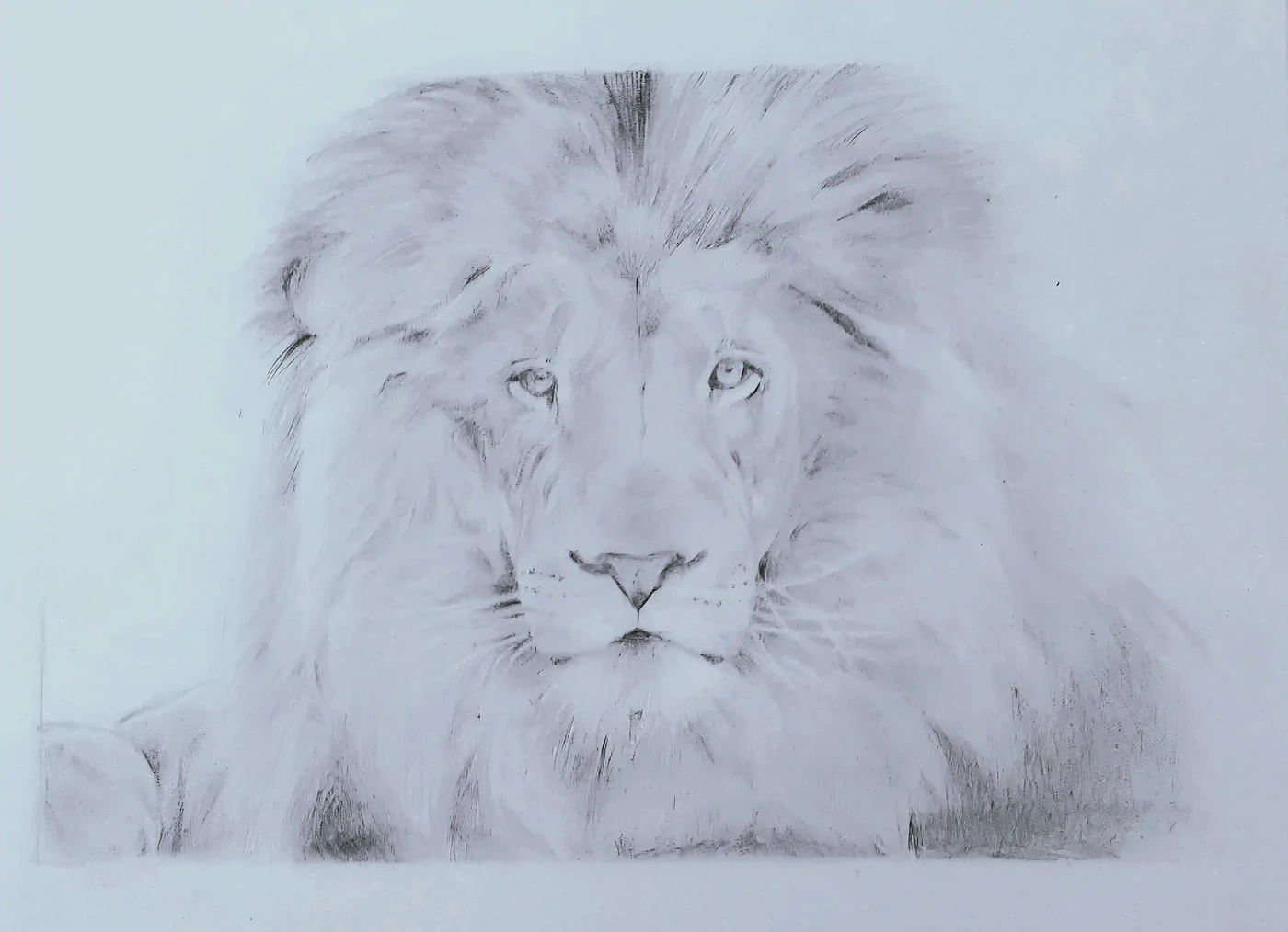 "Lion vaporeux" Portrait animalier réalisé à la mine de plomb. Fait en région Parisienne - Conservé en Vendée(85)